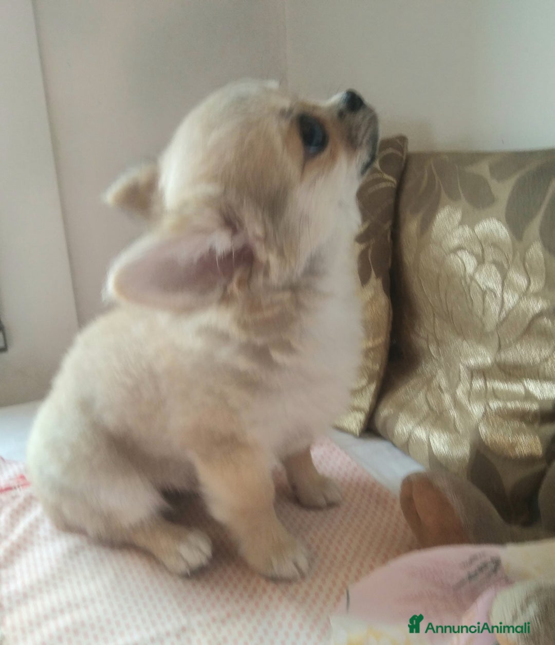 Chihuahua cani in vendita: Chihuahua maschio a pelo lungo con Pedegree Enci  - Annuncio 14