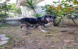 Meticcio cani in regalo: TINO  a Provincia di Avellino - Immagine 4