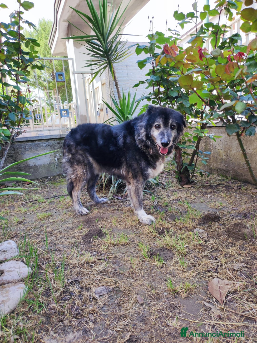 Meticcio cani in regalo: TINO  a Provincia di Avellino - Immagine 4