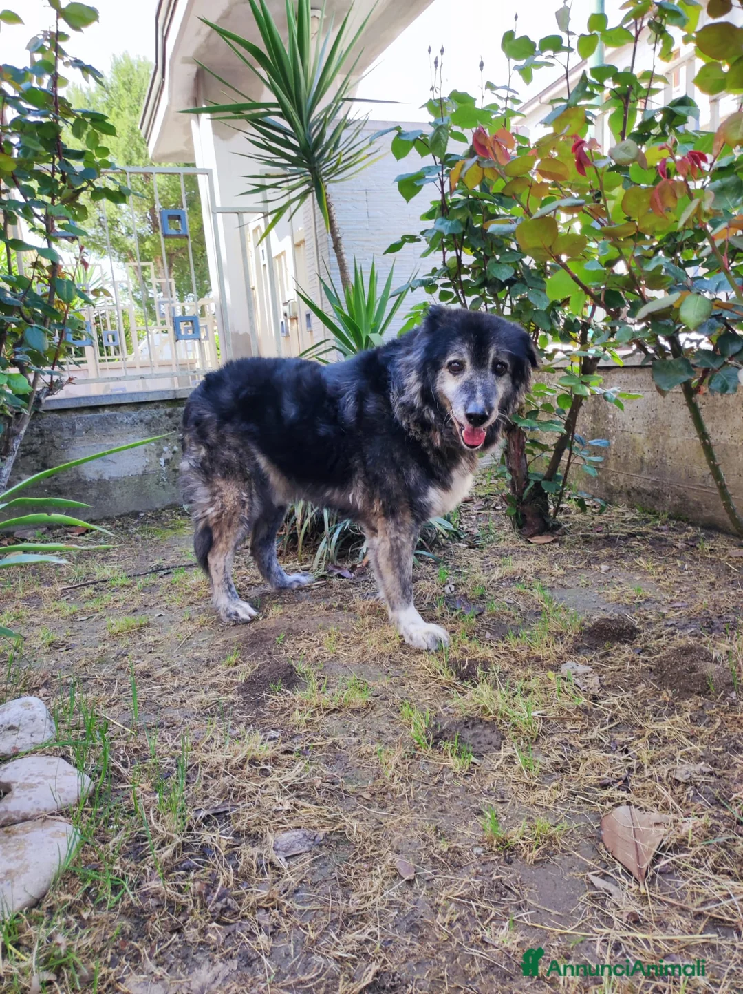 Meticcio cani in regalo: TINO  a Provincia di Avellino - Annuncio 4