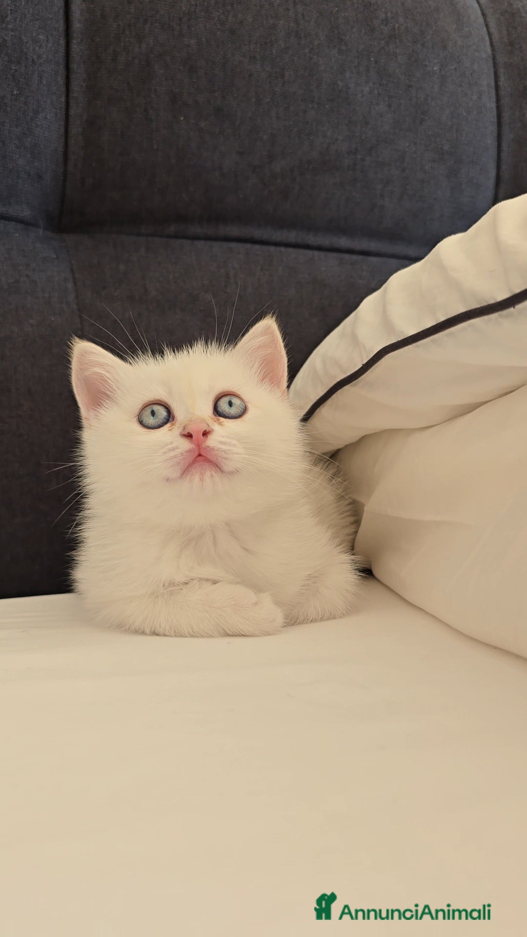 British gatti in vendita: Cuccioli british shorthair  - Annuncio 2