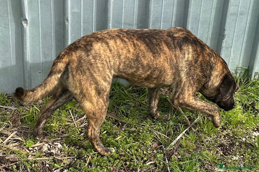 Meticcio cani in regalo: Incrocio (INDIA) - Annuncio 7