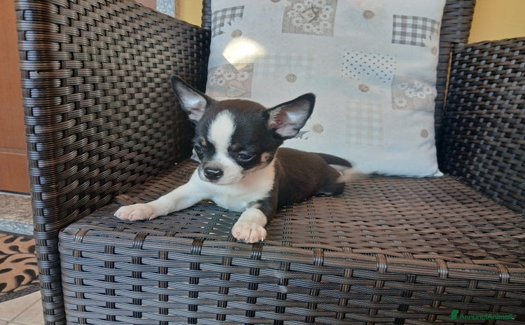 Chihuahua cani in vendita a Province of Vercelli - Annuncio 3