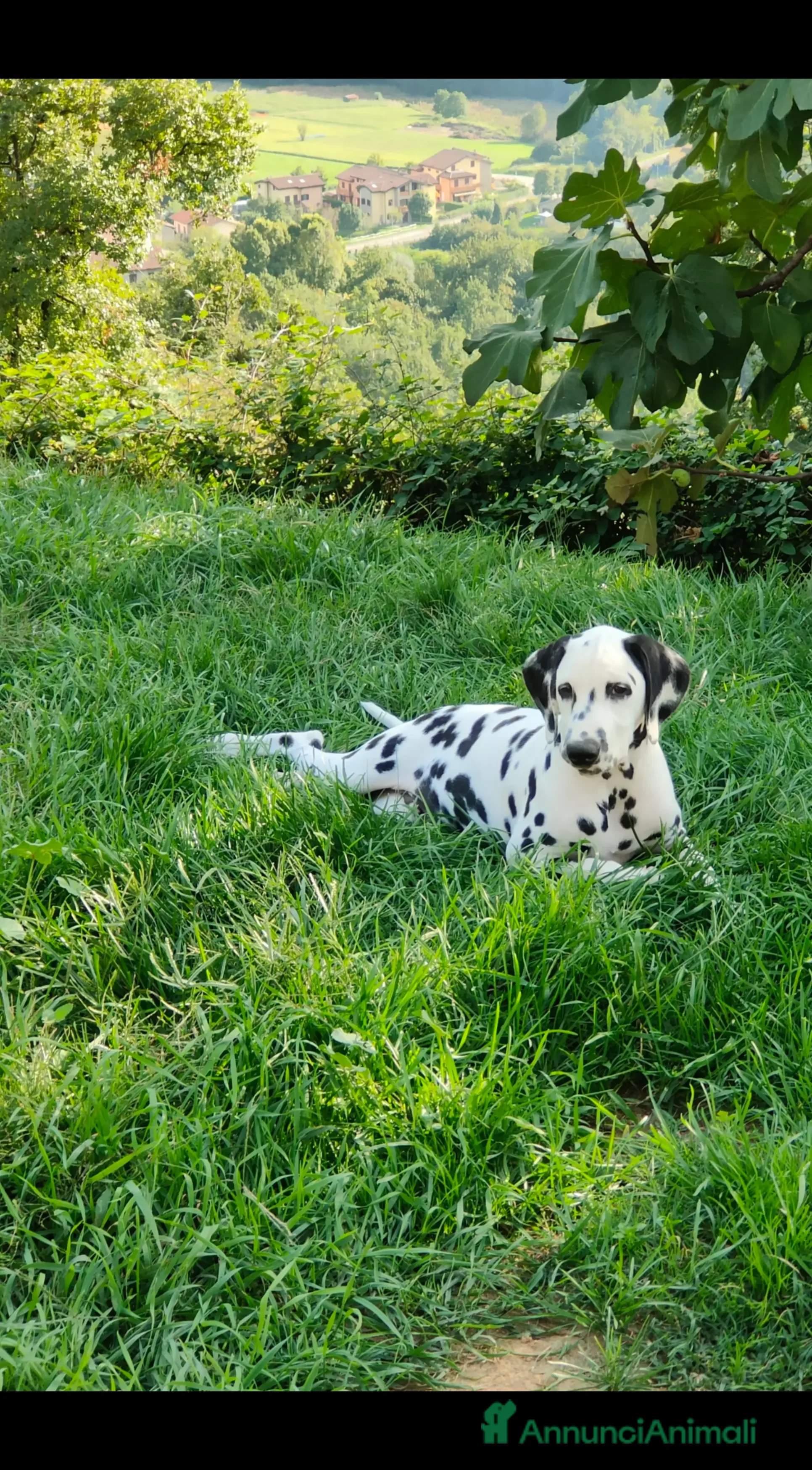 Dalmata cani Dalmata cuccioli - Annuncio 2