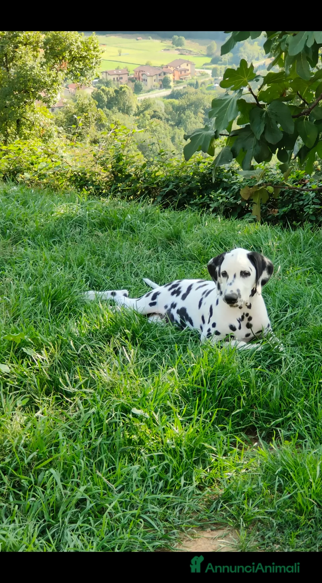 Dalmata cani in vendita: Dalmata cuccioli - Annuncio 1
