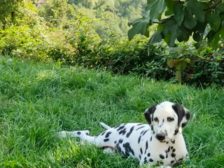 Dalmata cani Dalmata cuccioli - Annuncio 2