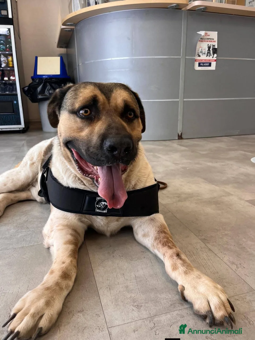 Meticcio cani in regalo: Pablo, cagnolone dolce, in cerca d amore - Annuncio 7