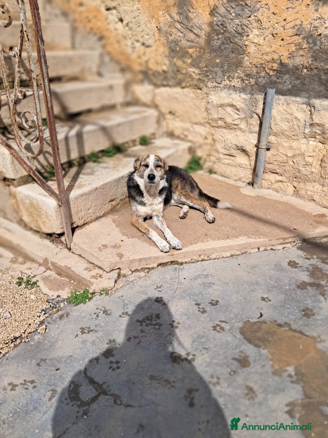 Meticcio cani in regalo: VALZER - Classe 2023 a Provincia di Padova - Annuncio 3