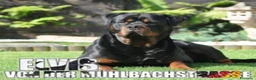 Rottweiler cani in vendita: Disponibili cuccioli Rottweiler  - Annuncio 32