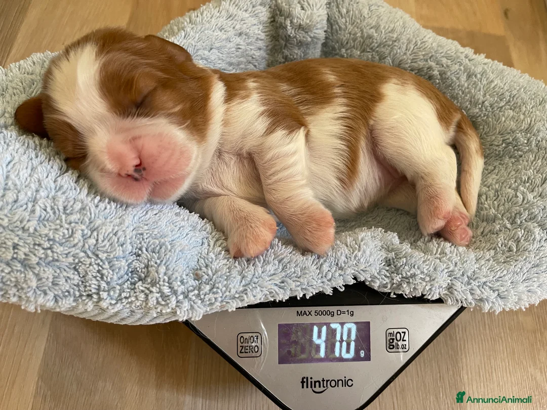 Immagine della galleria {{count}}