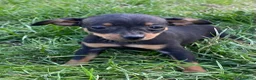Pinscher Miniatura cani in vendita: Bellissimi e dolcissimi cuccioli di pincher nano a Provincia di Benevento - Annuncio 5