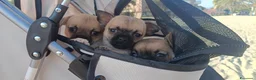 Chihuahua cani in vendita: Chihuahua - Annuncio 5