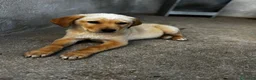 Meticcio cani in regalo: Ale maschio a Provincia di Varese - Annuncio 3