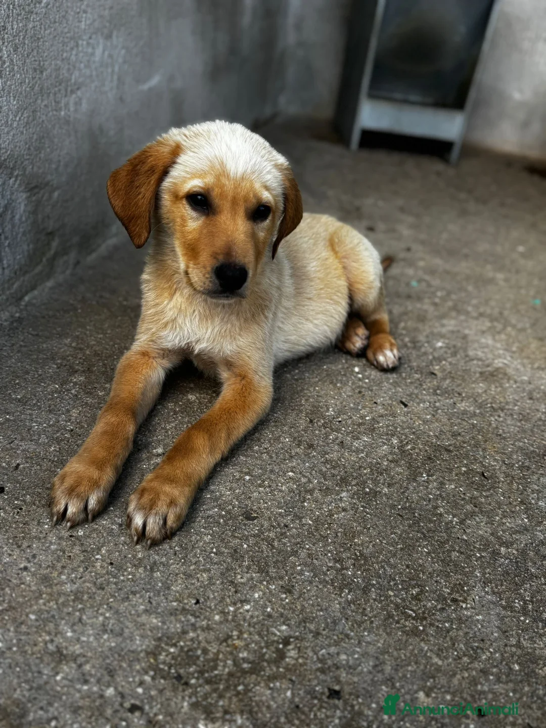 Meticcio cani in regalo: Ale maschio a Provincia di Varese - Annuncio 3