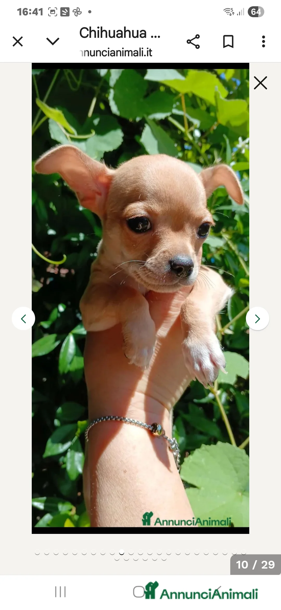 Chihuahua cani in vendita: Cuccioli chihuahua - Annuncio 26