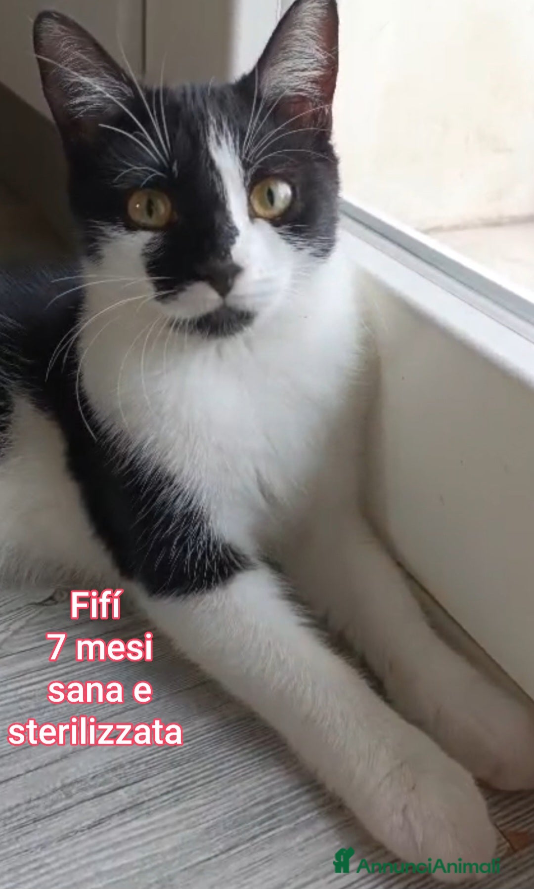 Europeo gatti in regalo: MICINI ABBANDONATI! URGENTE  - Annuncio 13