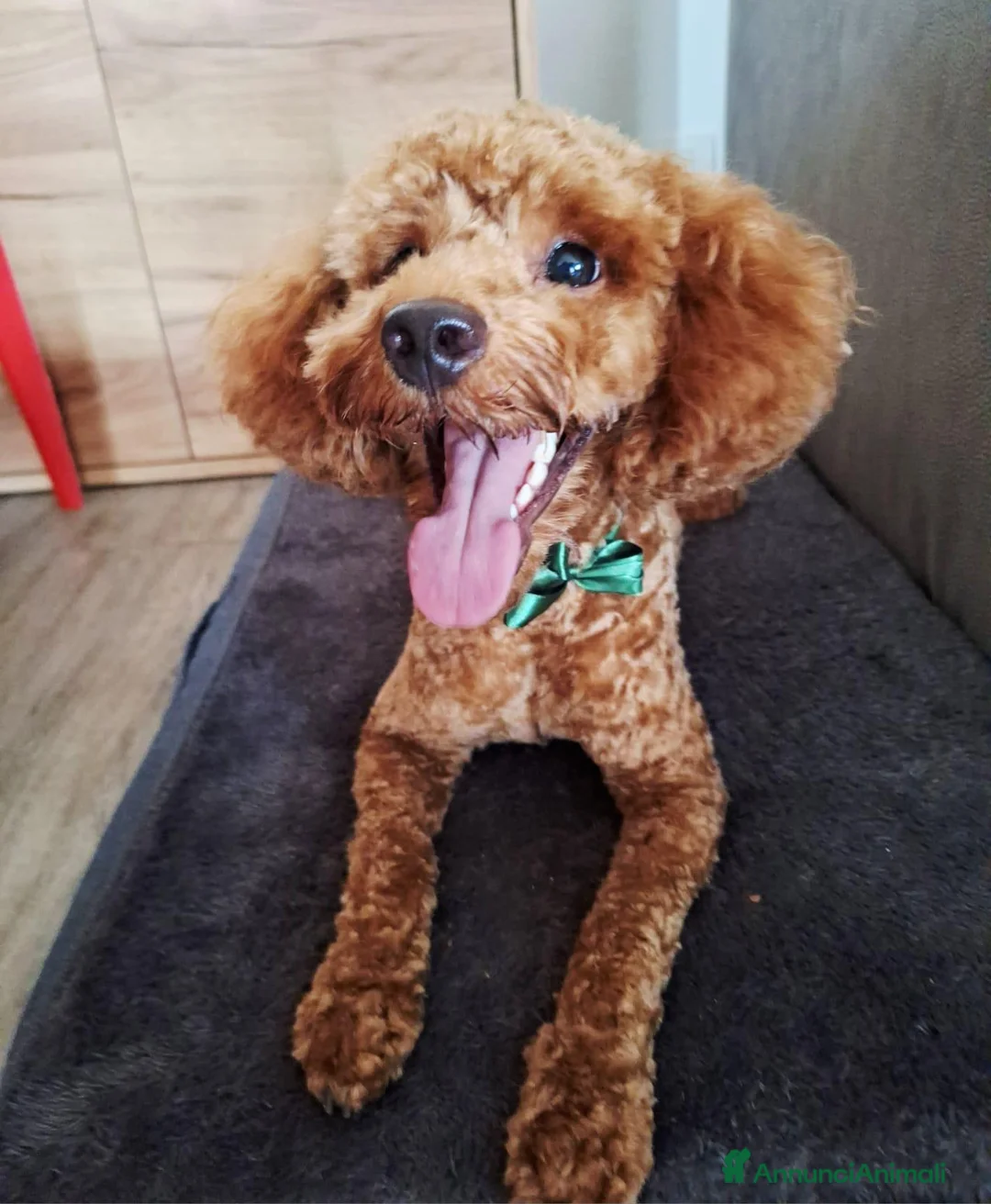 Barbone cani per accoppiamento: Barbone MEDIO cerca compagna a Provincia di Vicenza - Annuncio 5