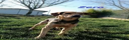 Meticcio cani in regalo: ZERO cerca le coccole tg contenuta a Città Metropolitana di Torino - Annuncio 2
