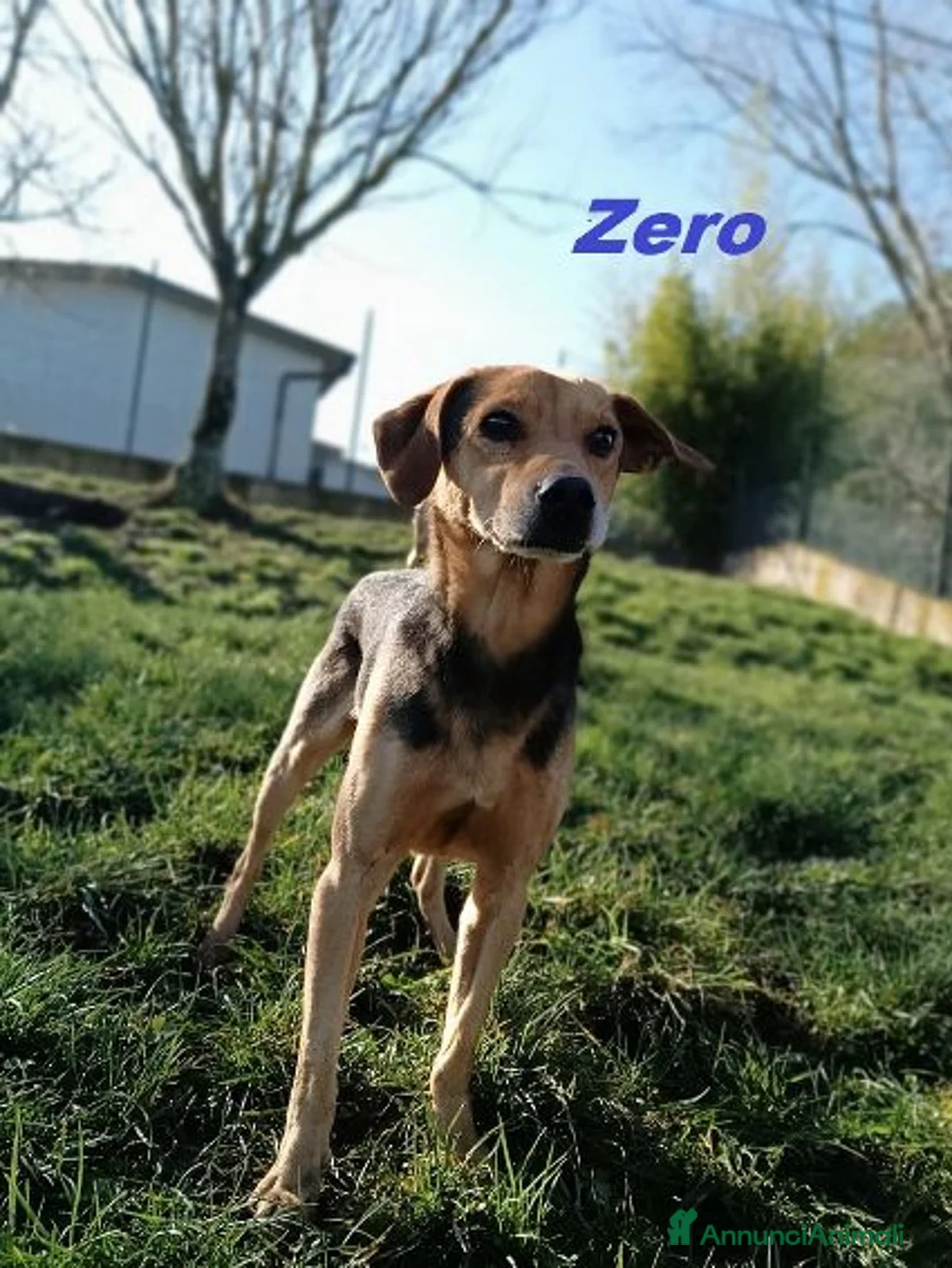 Meticcio cani in regalo: ZERO cerca le coccole tg contenuta a Città Metropolitana di Torino - Annuncio 2