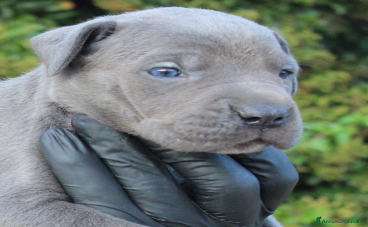 Cane Corso cani a Provincia di Livorno - Annuncio 2
