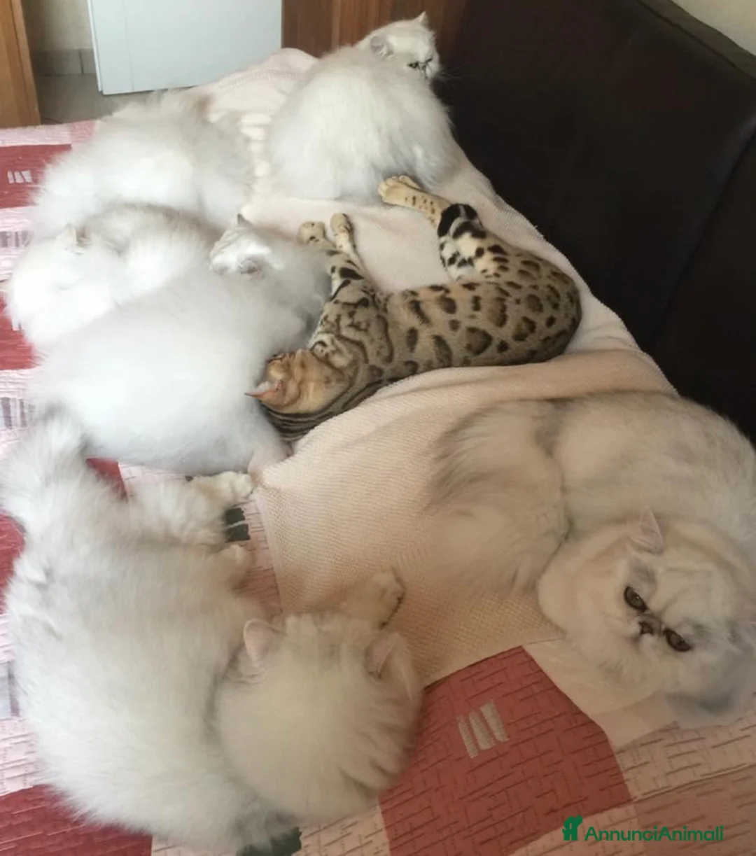 Immagine della galleria {{count}}