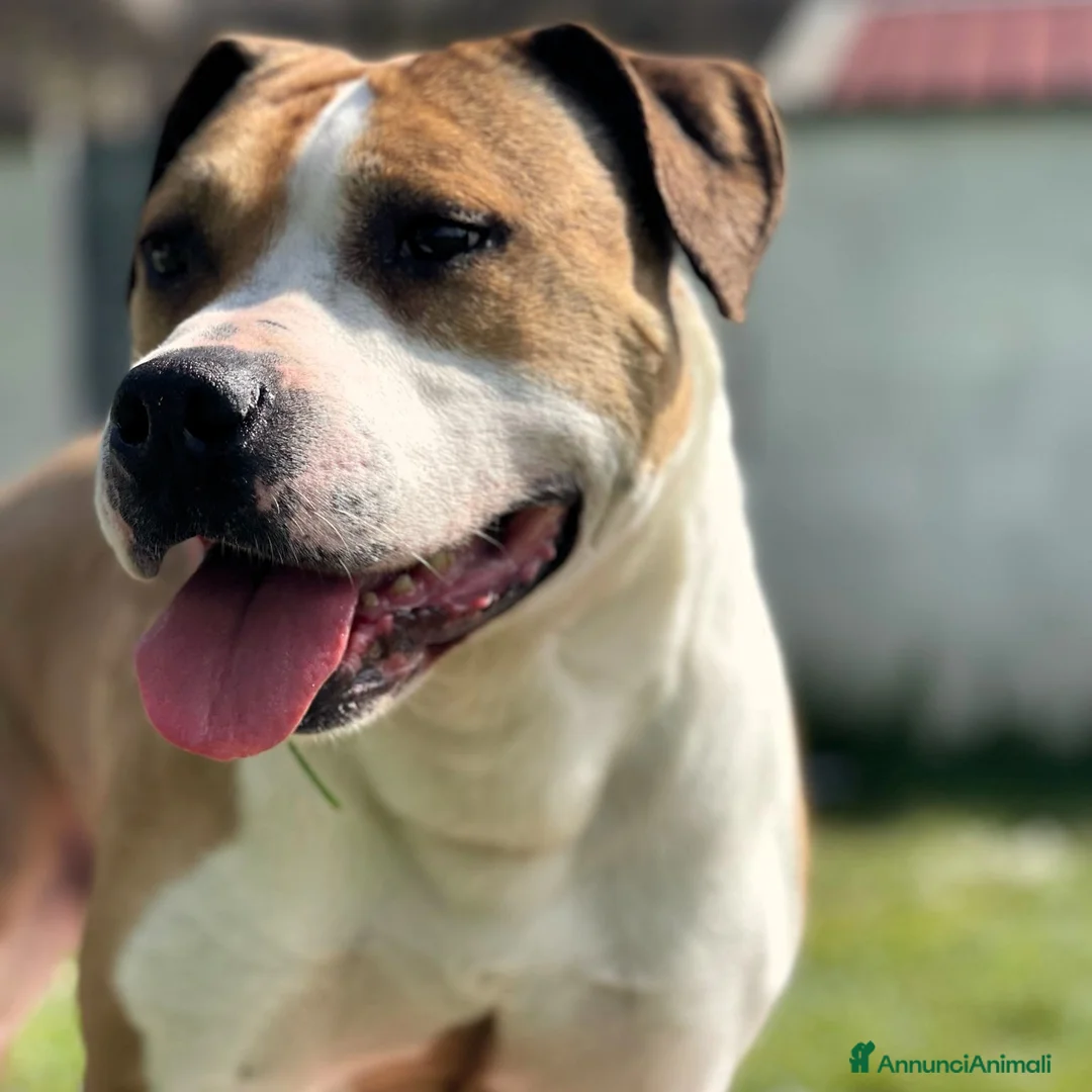 Meticcio cani in regalo: GOLD AMSTAFF - Annuncio 8