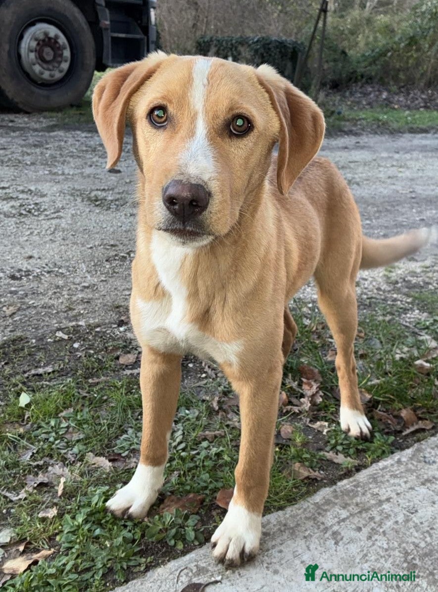 Meticcio cani OLIVER ASPETTA TE a Provincia di Como - Annuncio 39