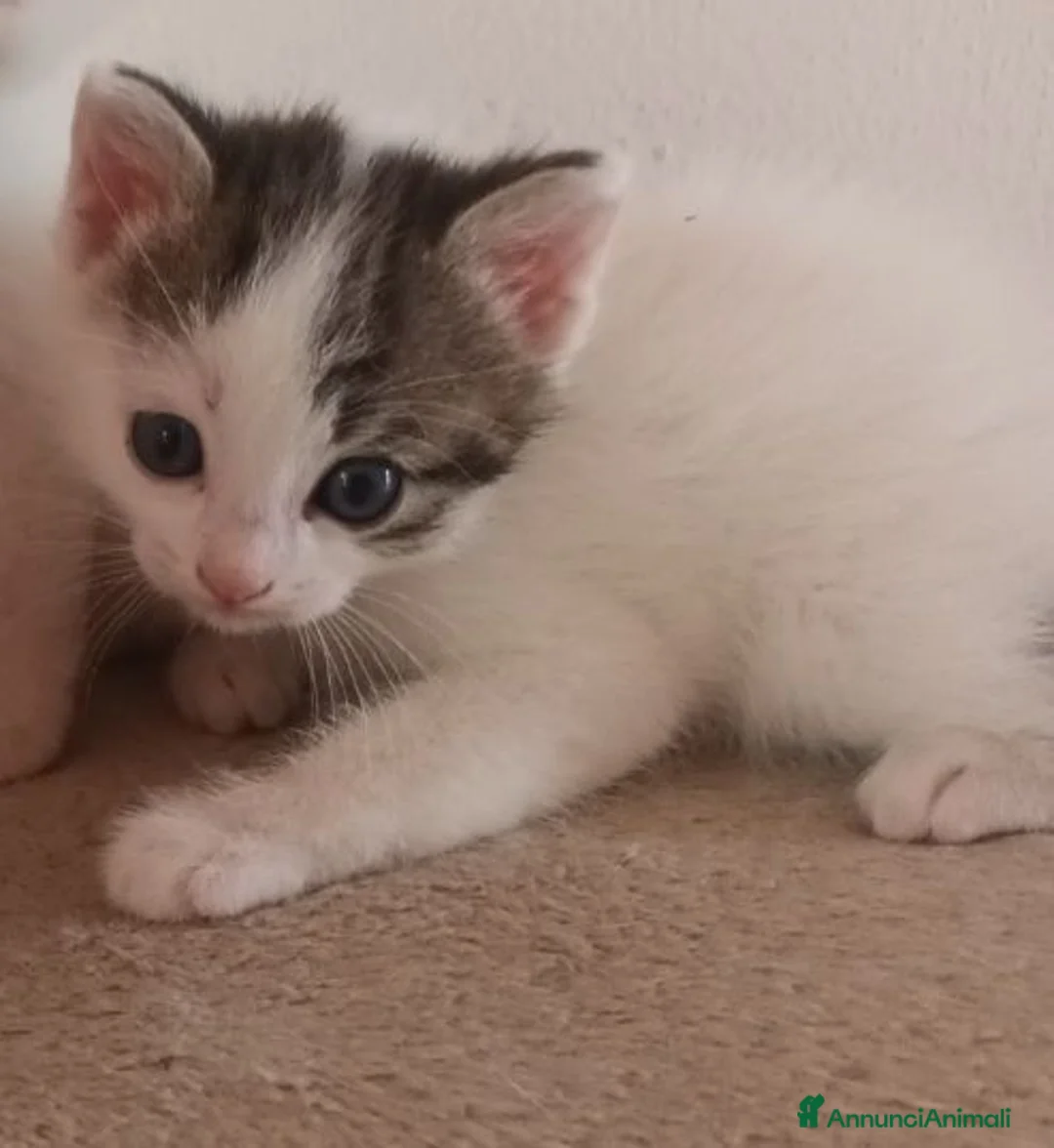 Meticcio gatti in regalo: Gattini dolcissimi e affettuosi  a Provincia di Verona - Annuncio 5