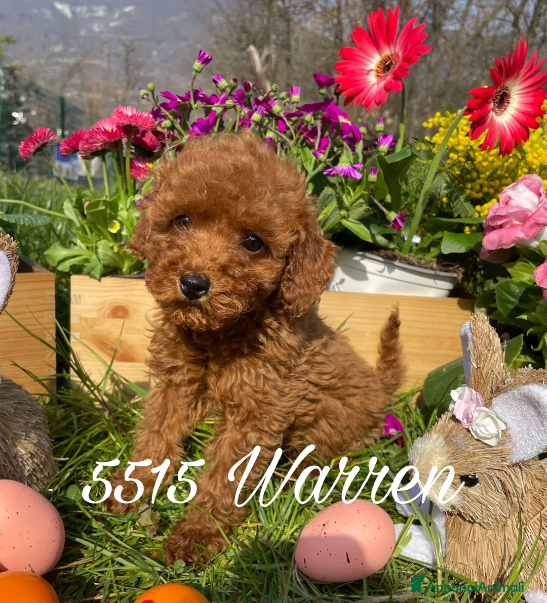 Immagine della galleria {{count}}