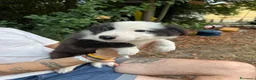 Australian Shepherd cani in vendita: Cuccioli pastore australiano  - Annuncio 6