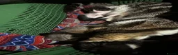 Meticcio gatti in regalo: 4 gattini - Annuncio 2