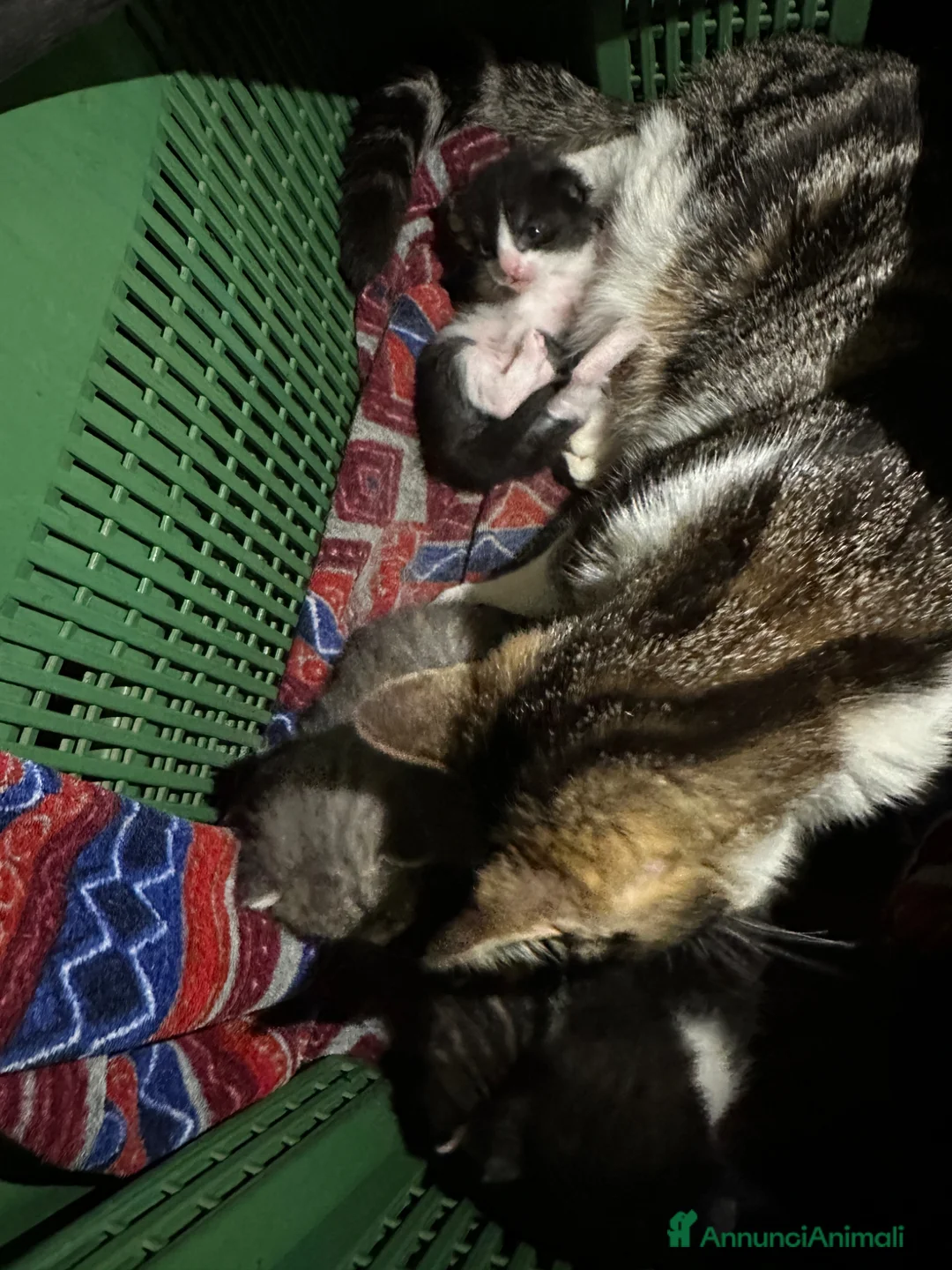 Meticcio gatti in regalo: 4 gattini - Annuncio 2