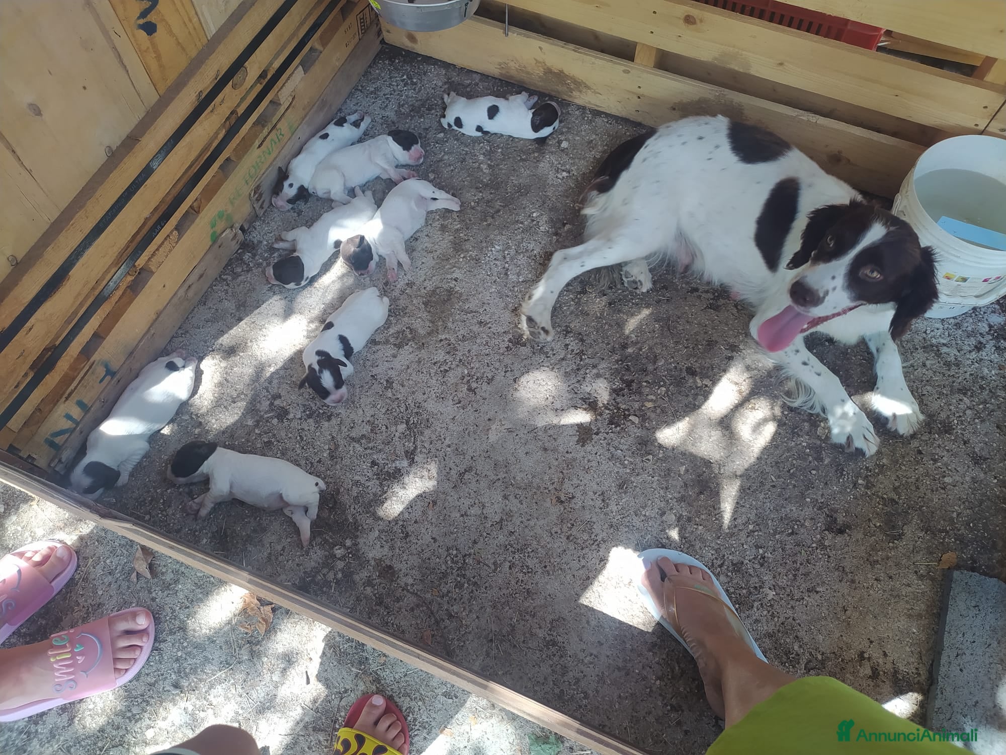 Springer Spaniel Inglese cani Springer Spaniel Inglese  - Annuncio 5