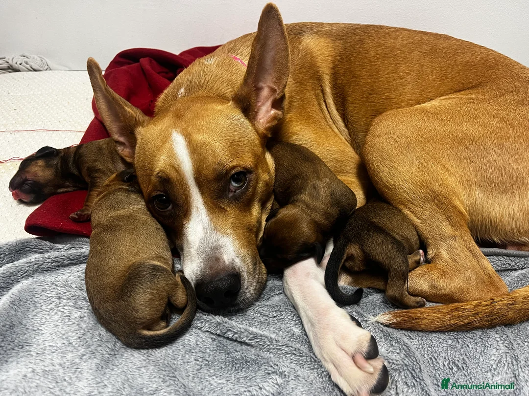 Meticcio cani in vendita: Disponibile 3 cuccioli di cane di 3 mesi  - Annuncio 4