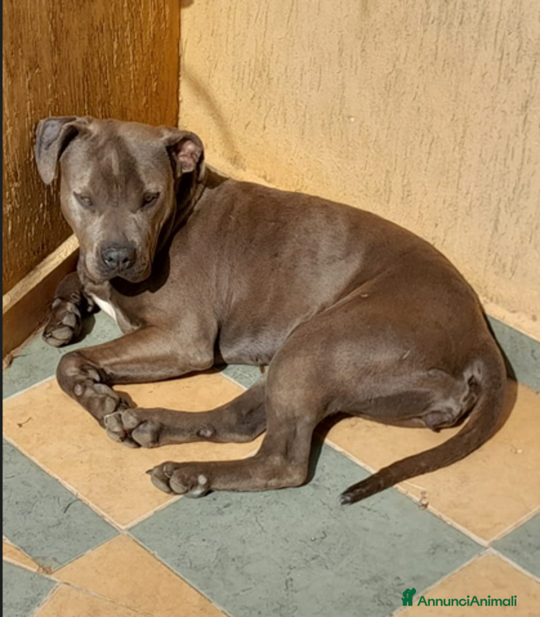 Pitbull cani in regalo: Splendida Pitbull - ELLA a Città metropolitana di Milano - Immagine 2