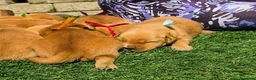 Golden Retriever cani in vendita: Golden retriever americani 100% - Annuncio 1