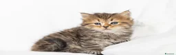 Siberiano gatti in vendita: Cuccioli gatto siberiano disponibili - Annuncio 4