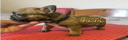 Bulldog Francese cani in vendita: Cuccioli di Bulldog francese - Annuncio 21