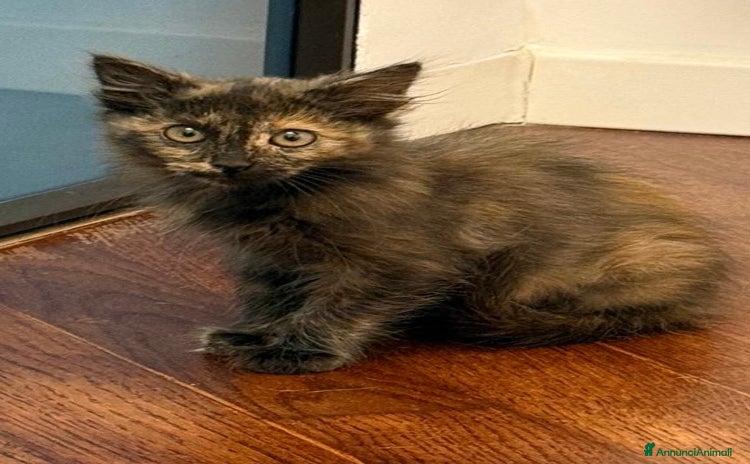 Europeo gatti - Annuncio 15