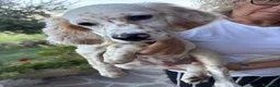 Setter Inglese cani in vendita: Vendesi Setter Inglese  a Provincia di Ancona - Annuncio 2
