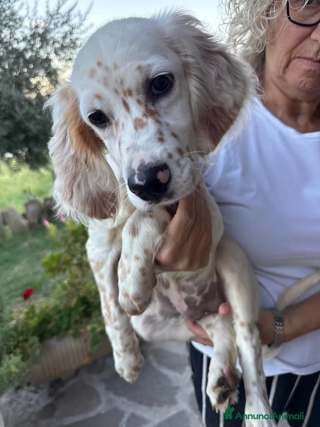 Setter Inglese cani in vendita: Vendesi Setter Inglese  a Provincia di Ancona - Annuncio 2
