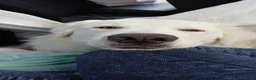 Pastore Abbruzzese Maremmano cani in regalo: Pastore maremmano abruzzese  a Provincia di Verona - Annuncio 2