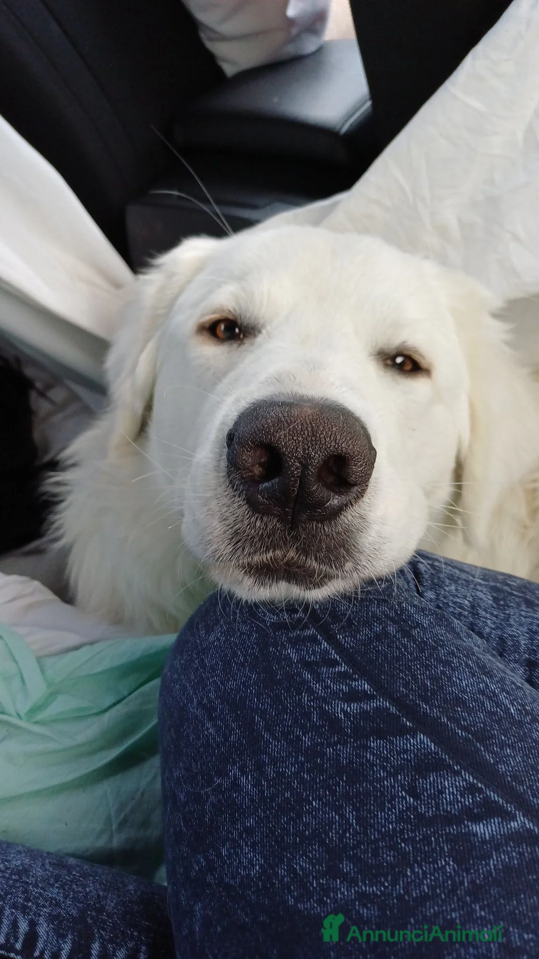 Pastore Abbruzzese Maremmano cani in regalo: Pastore maremmano abruzzese  a Provincia di Verona - Annuncio 2