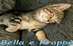 Europeo gatti in regalo: BELLA E FRAPPE' - Immagine 2