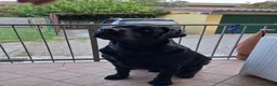 Labrador cani in vendita: Labrador Retriever a Provincia di Piacenza - Annuncio 1