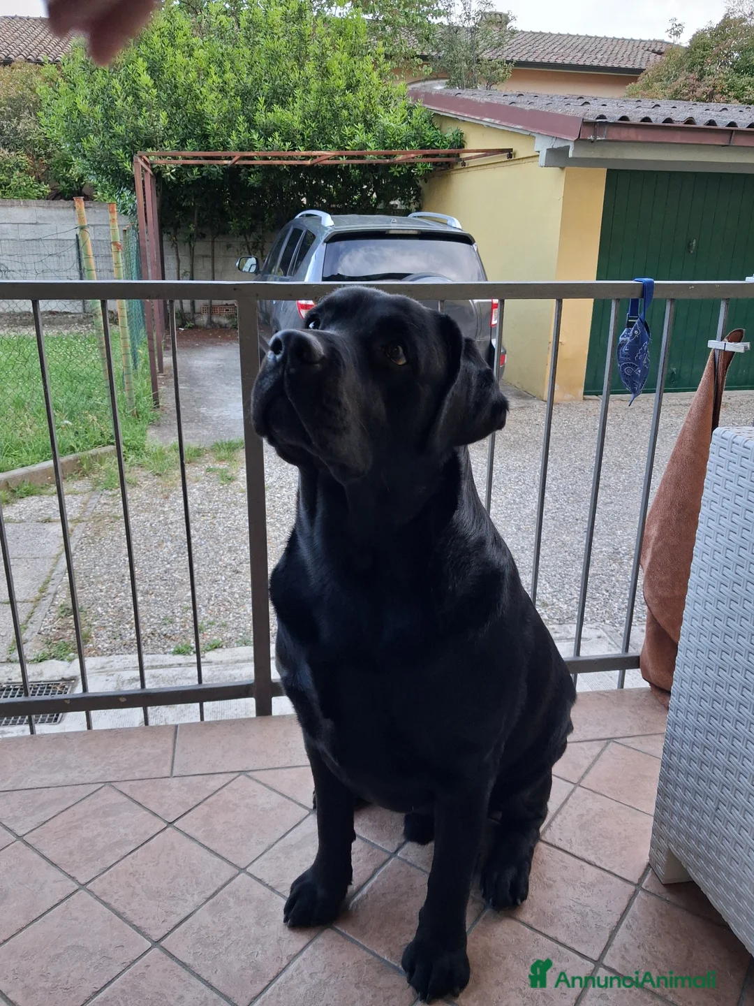 Labrador cani in vendita: Labrador Retriever a Provincia di Piacenza - Annuncio 1