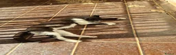 Meticcio gatti in regalo: Regalo Gatta trovatella - Annuncio 2