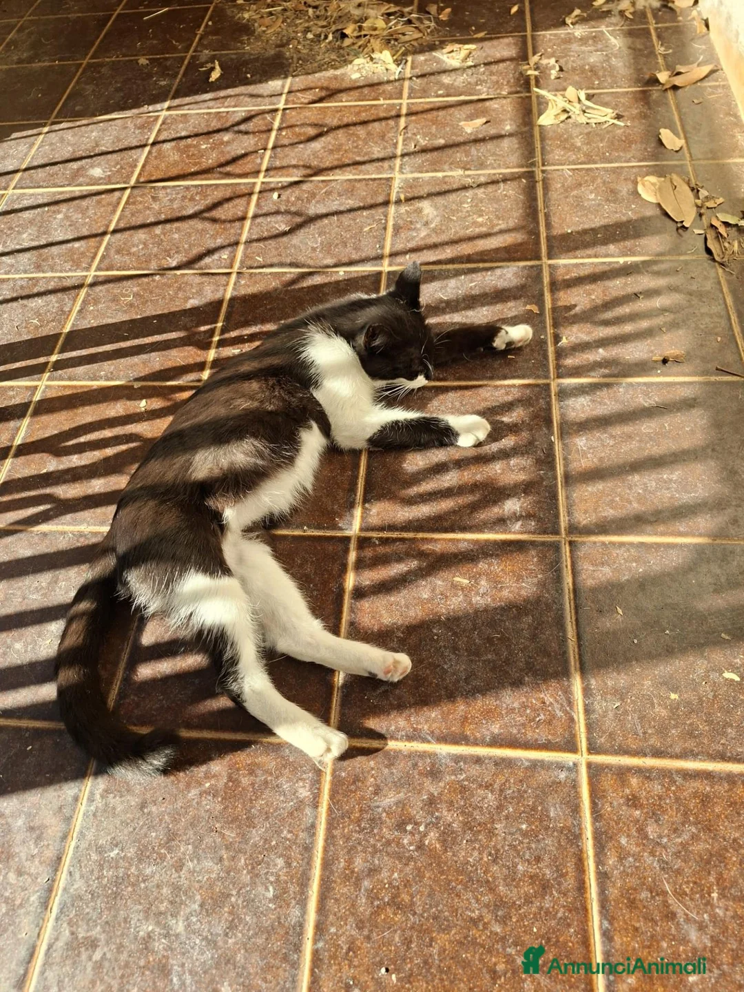 Meticcio gatti in regalo: Regalo Gatta trovatella - Annuncio 2