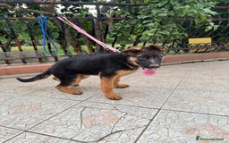 Pastore Tedesco cani in vendita: Cucciolo pastore tedesco a Città Metropolitana di Napoli - Immagine 4