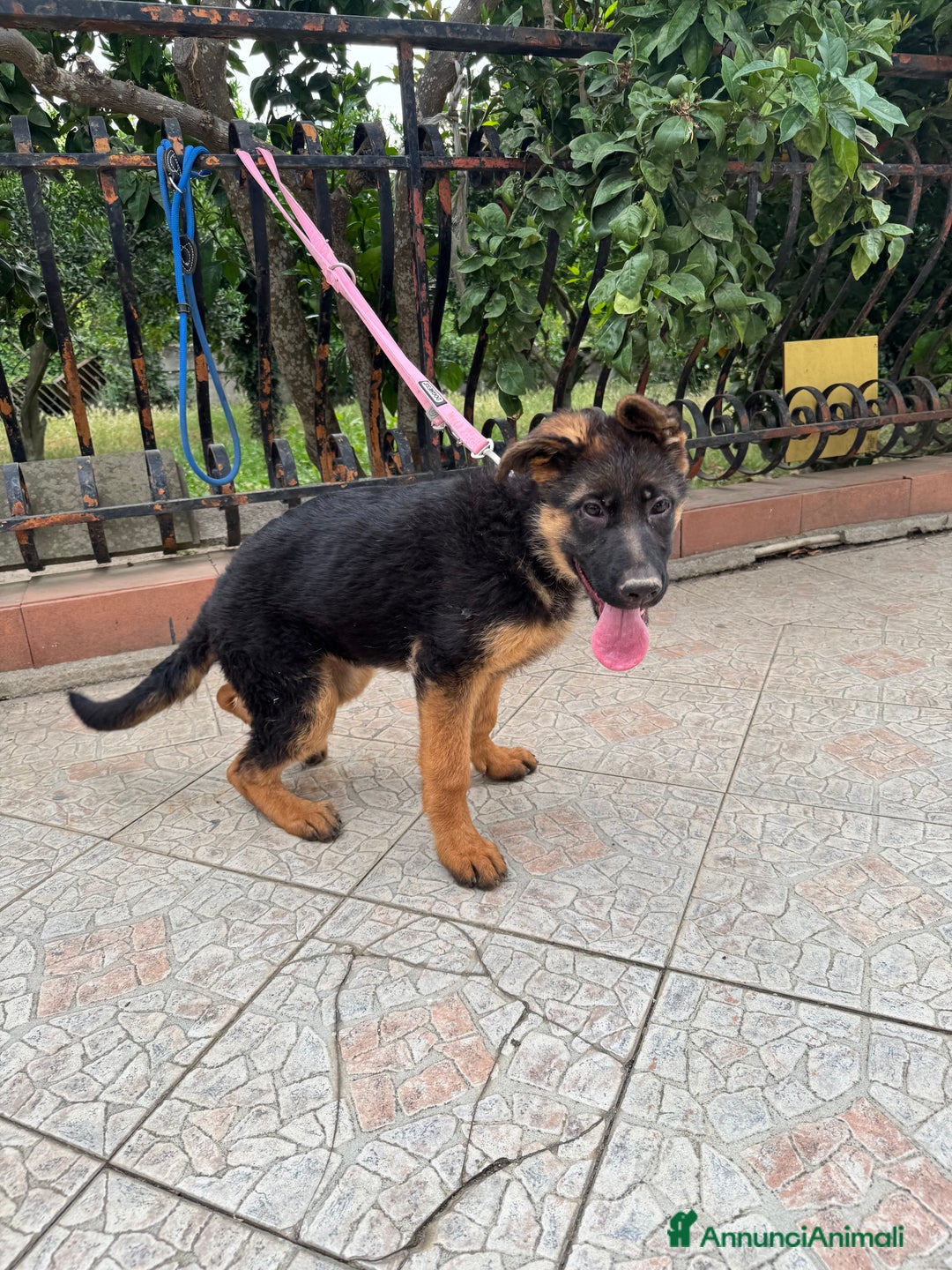 Pastore Tedesco cani in vendita: Cucciolo pastore tedesco a Città Metropolitana di Napoli - Immagine 4